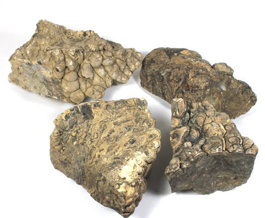 Raw Stromatolite Chunk