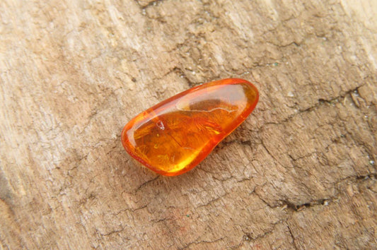 Fossilized Insects In Baltic Amber Display Box